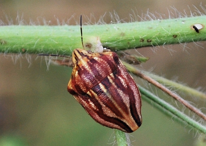 Scutelleridae: Odontotarsus purpureolineatus